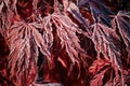 Frost Covered Red Leaves of a Japanese Maple Tree Royalty Free Stock Photo