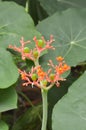 Red Jatropha Podagrica flower in nature garden