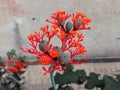 Close up red Jatropha Podagrica flower in pot plant