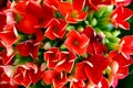 Close-up of red Kalanchoe flowers