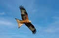 Close up of a Red kite in flight against blue sky Royalty Free Stock Photo