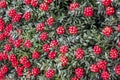 Red kokina flowers and leaves