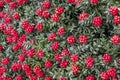 Red kokina flowers and leaves