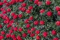 Red kokina flowers and leaves