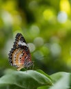 Close-up of a red lacewing butterfly perched on a leaf