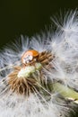 Close up of red ladybug without dots on dandelion Royalty Free Stock Photo