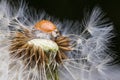 Close up of red ladybug without dots on dandelion Royalty Free Stock Photo