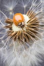 Close up of red ladybug without dots on dandelion Royalty Free Stock Photo