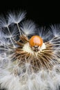 Close up of red ladybug without dots on dandelion Royalty Free Stock Photo