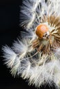 Close up of red ladybug without dots on dandelion Royalty Free Stock Photo