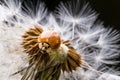 Close up of red ladybug without dots on dandelion Royalty Free Stock Photo