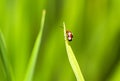 Close up red ladybug on green grass Royalty Free Stock Photo