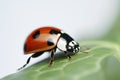 Close-up of a Red ladybug on a leaf isolated on a white background Royalty Free Stock Photo