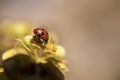 Close-up Of Red Ladybug Perched On Wildflower In Yellow Color.