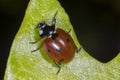 Close up of red ladybug sitting on green leaf Royalty Free Stock Photo