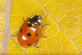 close up of red ladybug sitting on yellow leaf Royalty Free Stock Photo