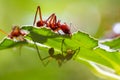 Leaf cutter ants Royalty Free Stock Photo