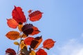 Close-up of red leaf hazel or corylus on a background of blue sky on a sunny summer day. Ornamental trees and shrubs. Royalty Free Stock Photo