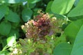 Close up of red leaf lettuce, Lactuca sativa, with a blurred background