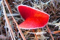 Red Leaf with frost lined edges in pine straw Royalty Free Stock Photo