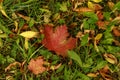 Close-up of red leaf of maple on a green grass. Fallen leaves covered the ground. Autumn mood scene. Colorful fall textured Royalty Free Stock Photo