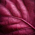 Close Up Of Red Leaf: Organic Contours, High Detail Macro Photography