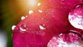 Close up of red leaf of poinsettia, Euphorbia pulcherrima, with drops from dew in the morning, with the bright sun in the Royalty Free Stock Photo