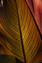 Close up of red leaf structure Royalty Free Stock Photo