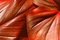 close up of red leaf texture - abstract graphic design and textured background Royalty Free Stock Photo