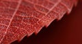 close-up of red leaf texture Royalty Free Stock Photo