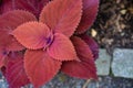 Close-up of red leaves from above. Red head Coleus
