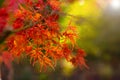 close-up of red leaves of a decorative Japanese maple tree in the park Royalty Free Stock Photo