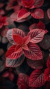 Close-Up of Red Leaves