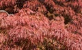 Close-up of red leaves Graceful Acer Palmatum Dissectum on decorative wall in Japanese courtyard in City park Krasnodar.