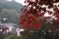 Close up red leaves maple japan when it rains, momiji japan