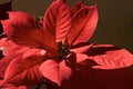 Close up of red leaves of poinsettia plant Royalty Free Stock Photo