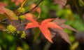 Close-up of red leaves and spiky balls seeds of Liquidambar styraciflua, commonly called American sweetgum Amber tree Royalty Free Stock Photo