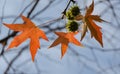 Close-up of red leaves and spiky balls seeds of Liquidambar styraciflua, commonly called American sweetgum Amber tree Royalty Free Stock Photo