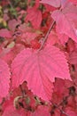 Close Up of Red Leaves on a Vine in the Fall in Wisconsin