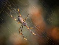 Close-up Of A Red-legged Golden Orb-weaver Spider &#x28;Trichonephila Inaurata&#x29; On A Web