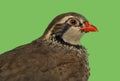 Close-up of a Red-legged partridge against green background