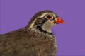 Close-up of a Red-legged partridge against purple background