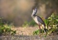 Close up of a red-legged seriema calling