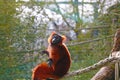 Close-up on a red lemur on a tree Royalty Free Stock Photo