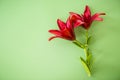 Close up of red lilies isolated on green Royalty Free Stock Photo