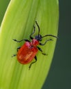 Close up of red lily beetle walking on flower bud Royalty Free Stock Photo