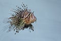 Close up The red lion fish Royalty Free Stock Photo