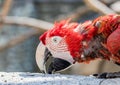 Close up of a red macaw Royalty Free Stock Photo