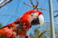 Close up of a red macaw Royalty Free Stock Photo