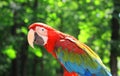Close up. red macaw parrot on blurred background Royalty Free Stock Photo
